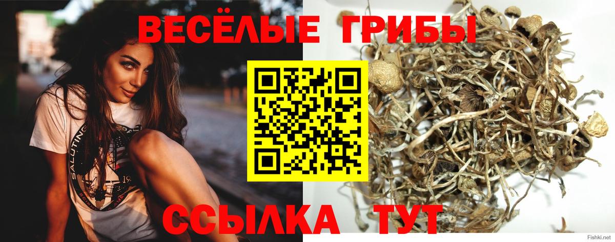 Алексеевка  наркотики  Вход с VPN  Псилоцибиновые грибы GOLDEN TEACHER 